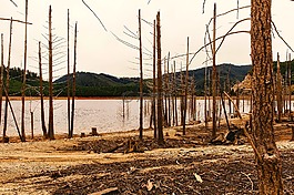 俄勒岡,木材,切