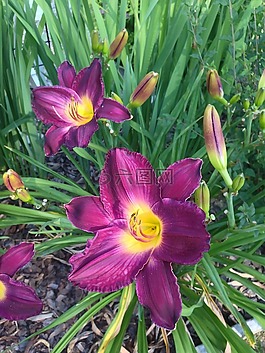 黄花菜,萱草,花
