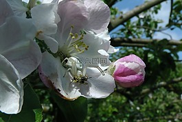 dorsata,蜘蛛,苹果花