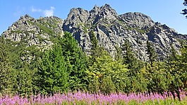山,性質(zhì),鮮花