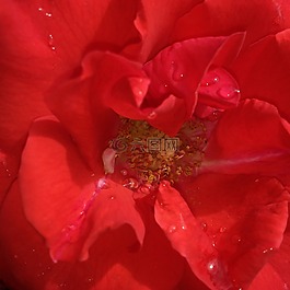 紅色,羅莎,花