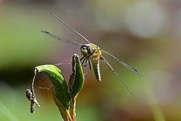 蜻蜓,翼,昆蟲