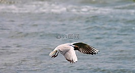 嘴鷗,海鷗,飛行