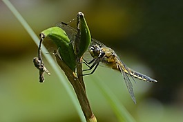 蜻蜓,翼,昆蟲