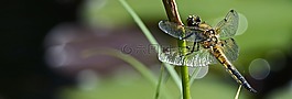 蜻蜓,翼,昆蟲