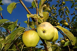 蘋果樹(shù),蘋果,水果