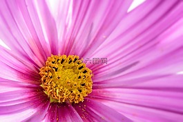 宇宙,花,特写