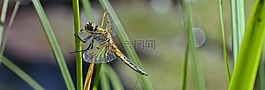 蜻蜓,翼,昆蟲