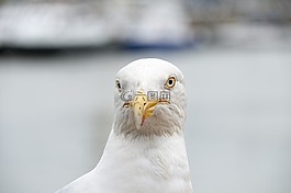 海鷗,鳥,海鳥