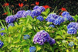 绣球,鲜花,蓝色