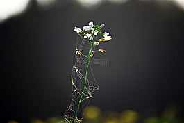 开花,花,油萝卜