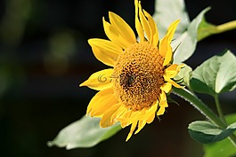 太陽花,夏季,黃色