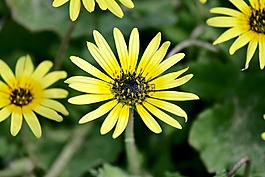花,盛開,開花