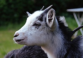 山羊,動物,寵物
