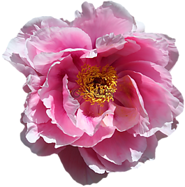 玫瑰,開花,性質(zhì)