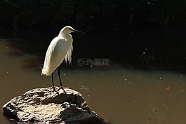 鳥,鵝,帕吉