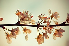 開花,春,季節(jié)
