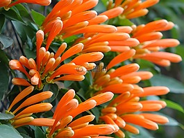 炮仗花,火焰藤,黃金珊瑚