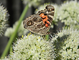 花,蝴蝶,昆蟲