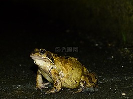 青蛙,兩棲類,動物
