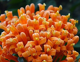 炮仗花,火焰藤,黃金珊瑚