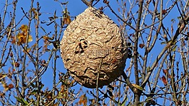 昆蟲,巢,性質(zhì)