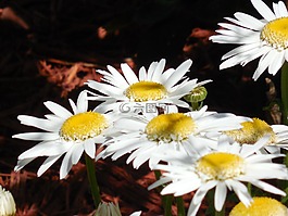 黃色,雛菊,花