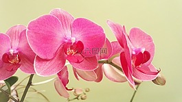 蝴蝶蘭,蘭花,花