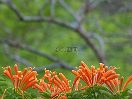 炮仗花,火焰藤,黃金珊瑚