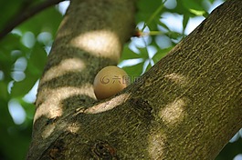 復(fù)活節(jié)彩蛋,樹,復(fù)活節(jié)