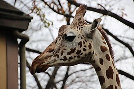 動物,動物園,長頸鹿
