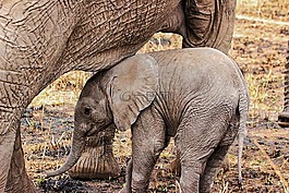 象,野生動物園,特寫