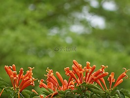 炮仗花,火焰藤,黃金珊瑚