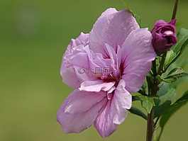 花,扶桑花,粉紅