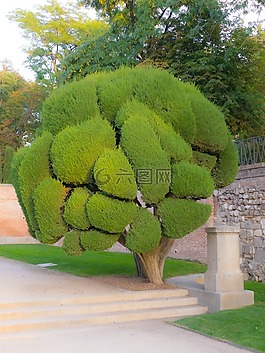 公園,戶(hù)外活動(dòng),樹(shù)