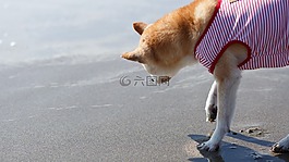 狗,海,柴犬