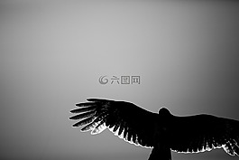鹰,黑色和白色,背光