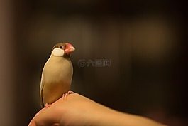 鳥,日本,動物