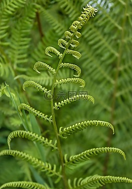 蕨,森林,植物