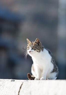 貓咪,動物,貓