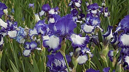 鳶尾花,鮮花,布魯姆