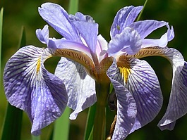 鳶尾花,花,自然
