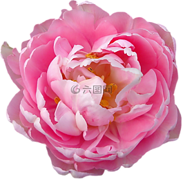 玫瑰,粉紅色,開花