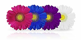 菊花,花,廠
