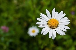 黛西,花卉,白