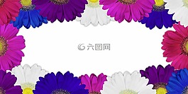 菊花,花,廠