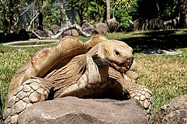 薩爾瓦多,野生動物,海龜