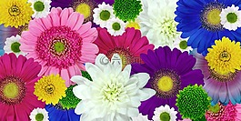 菊花,花,廠
