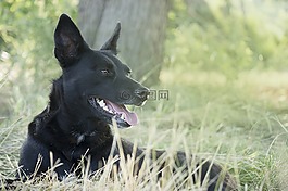 動物,狗,草