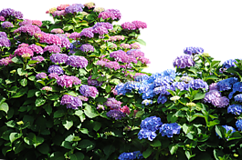 八仙花,對沖,性質(zhì)